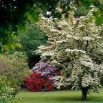 BEST SMALL TREES TO GROW