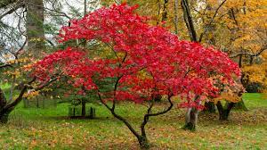 GROWING AND CARING FOR JAPANESE MAPLES