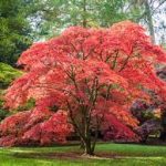 GROWING AND CARING FOR JAPANESE MAPLES