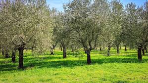 Growing Olive Trees Care and Planting Guide