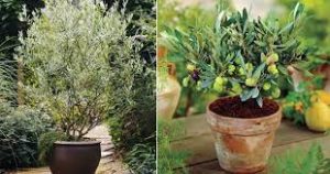 Growing Olive Trees Care and Planting Guide