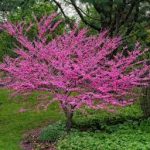 Guide to Growing Eastern Redbud Trees
