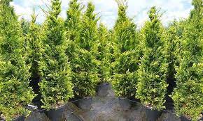 Leyland Cypress (Cupressocyparis leylandii)