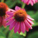 GROWING CONEFLOWER: HOW TO GROW & CARE FOR ECHINACEA