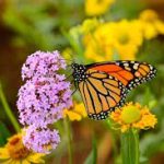 How to Make a Butterfly Garden and Attract the Winged Creatures to Your Yard