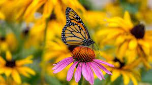 How to Make a Butterfly Garden and Attract the Winged Creatures to Your Yard 