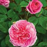 How to Plant Roses